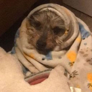 Meet your Posher, Javier